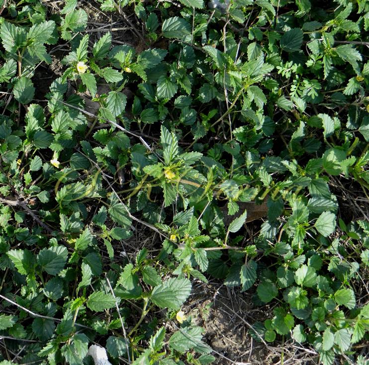  Plants